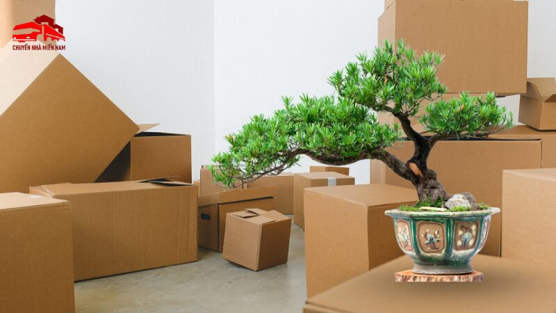 Cách vận chuyển tiểu cảnh mini, vận chuyển bonsai