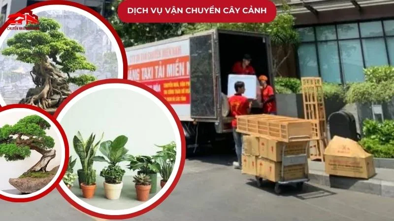 Dịch vụ vận chuyển cây cảnh đi xa an toàn