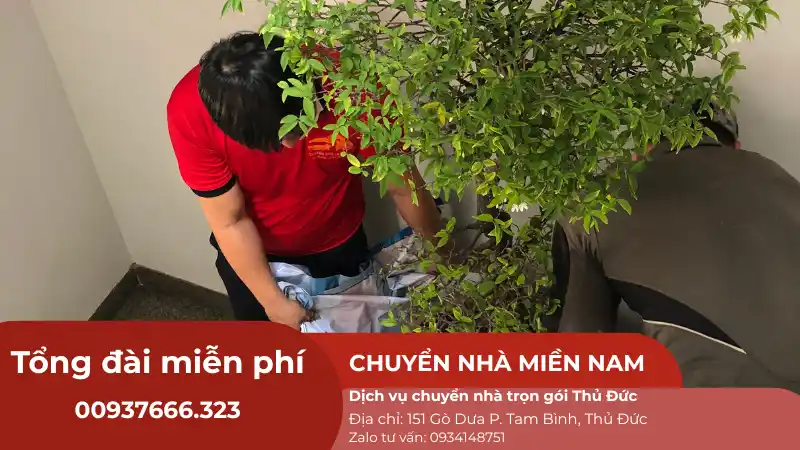 Nhân viên đang di dời chậu cây cảnh