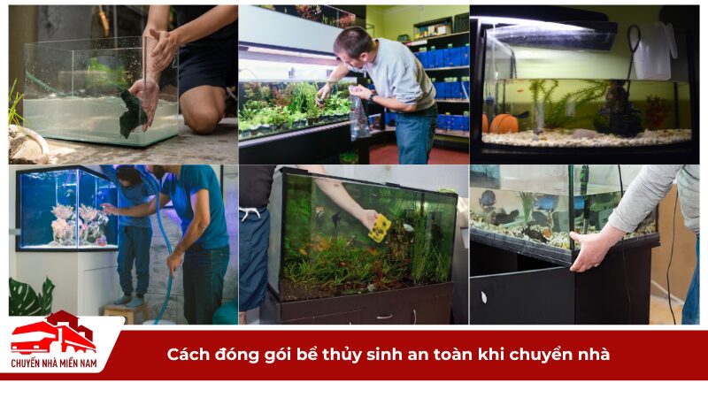 Cách đóng gói bể thủy sinh an toàn khi chuyển nhà