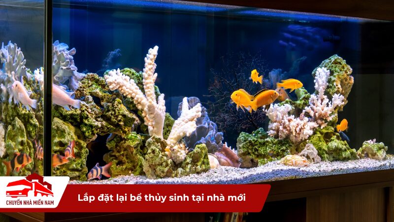 Lắp đặt lại bể thủy sinh tại nhà mới