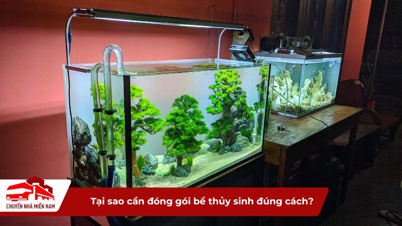 Tại sao cần đóng gói bể thủy sinh đúng cách khi di chuyển?