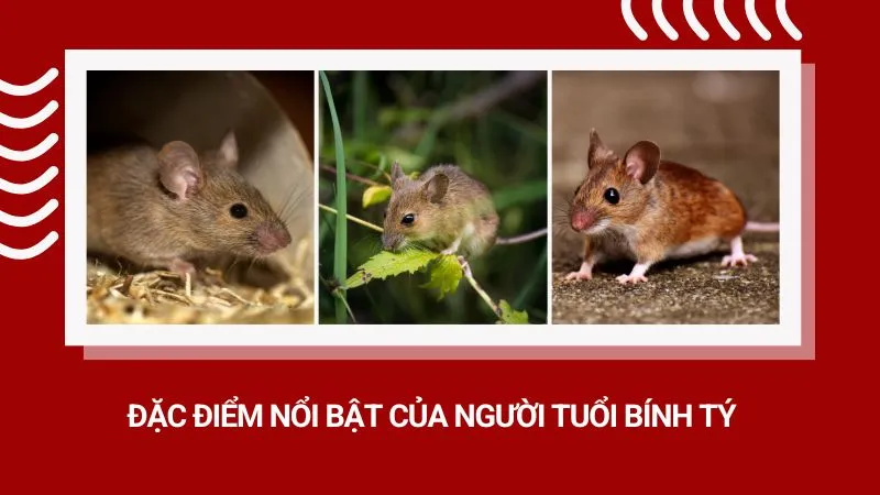Đặc điểm nổi bật của người tuổi Bính Tý