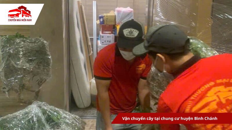 Vận chuyển cây tại chung cư huyện Bình Chánh